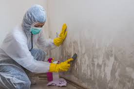 Best Black Mold Removal  in Hannahs Mill, GA